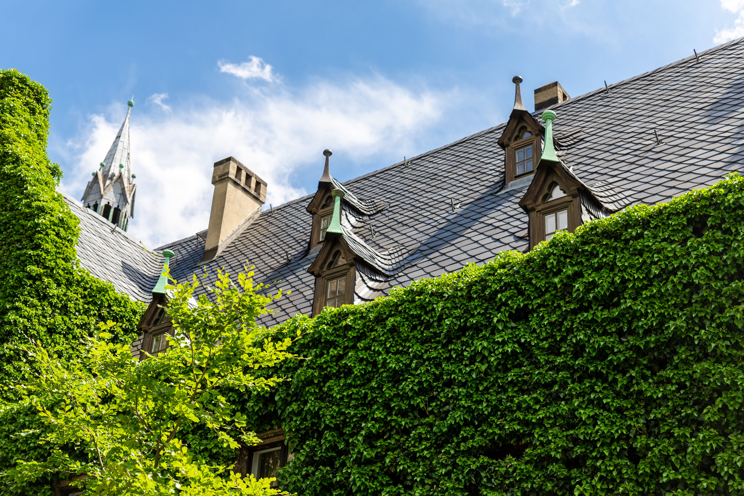 Magdeburg gothic medieval cathedral Dom church slate tile roof and green fresh Ivy covered old stone wall against clear blue sky sunny day. Plunt creeper overgrown building facade with rooftop window.